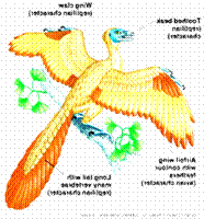 http://confrontingcreation.files.wordpress.com/2011/07/34-27-archaeopteryx-l.jpg