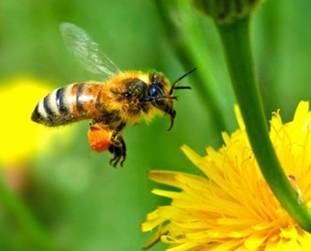 http://planetforward.ca/blog/wp-content/uploads/2011/03/honey-bee-population-deaths-and-world-food-supply-unep-report.jpg