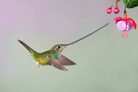 82--Sword-billed-hummingbird-at-flower-_G0R6633-GUANGO-LODGE - -ECUADOR-MAY-copy