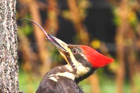 http://www.burdr.com/wp-content/uploads/2011/05/pileated-woodpecker-tongue.jpg