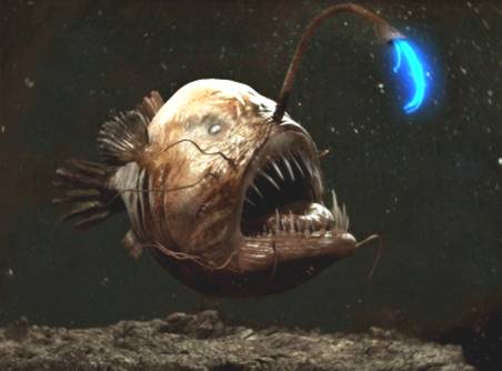 pictures-of-the-angler-fish