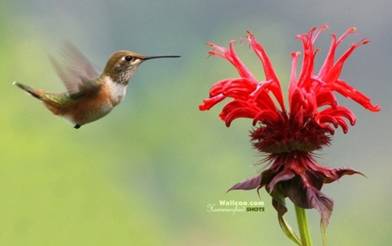 hummingbird-and-flowers-widescreen-hummingbirds-wallpapers